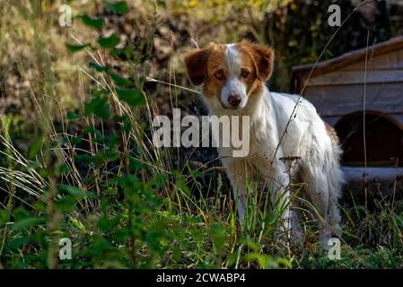 Chien errant blanc et marron regardant l'appareil photo, portrait d'un animal mignon Banque D'Images