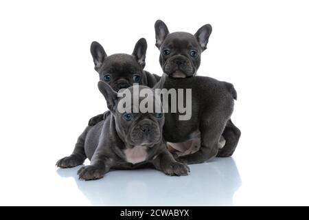 Trois adorables chiots français buldog sont dutiful et regardent tout en se posant et se tenant devant l'un de l'autre sur fond de studio blanc Banque D'Images