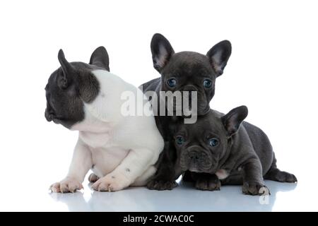 Les adorables ourdogs français se protègent et se réconfortent lors de la pose, de la position debout et assis côte à côte sur fond blanc de studio Banque D'Images