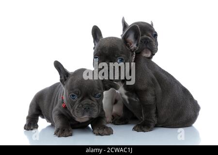 Trois chiots avides français buldog curieusement regardant vers l'avant tout en se posant et assis devant l'un de l'autre sur fond blanc de studio, portant Banque D'Images