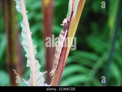 Une vue à une chenille d'un hibou papillons, ils sont une espèce du genre Caligo et sont connus pour leurs énormes eyespots Banque D'Images