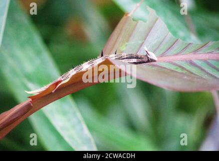 Une vue à une chenille d'un hibou papillons, ils sont une espèce du genre Caligo et sont connus pour leurs énormes eyespots Banque D'Images
