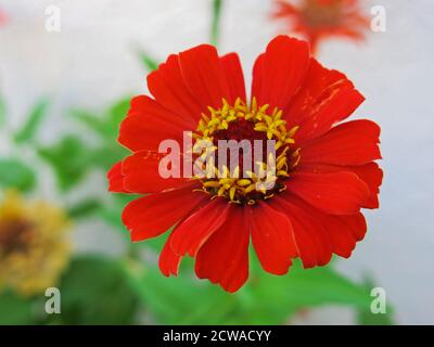 Aster rouge avec étamines jaunes, gros plan. Banque D'Images
