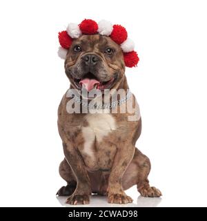 mignon bouly américain portant le bandeau de noël et le collier argenté, panant et collant dehors, assis isolé sur fond blanc, tout le corps Banque D'Images