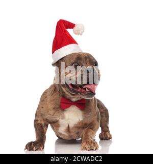 happy american bully portant un chapeau de noël et un noeud papillon rouge, panting et collant hors de la langue, se tenant isolé sur fond blanc Banque D'Images