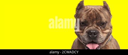 gros plan d'un adorable chien de taureau américain portant un collier et panting sur fond jaune de studio Banque D'Images