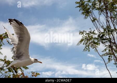 Le Goéland argenté européen (Larus argentatus) commence sa mouche sur la côte de l'Algarve, au Portugal. C'est le plus connu de tous les goélands le long des rives de wester Banque D'Images