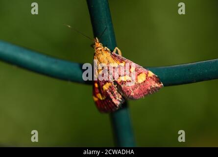 Petite papillon isolée de l'espèce pyrausta purpuralis, une espèce de papillon de la famille des Crambidae, photographiée avec une macro-lentille alors qu'elle est attachée à un Banque D'Images