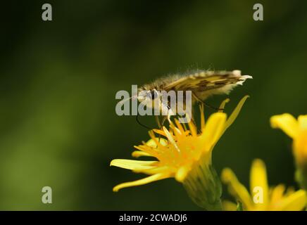 Le papillon isolé de l'espèce, le skipper grizzlé d'Oberthür (Pyrgus armoricanus), se dresse au-dessus d'une fleur jaune sauvage sur fond naturel. Banque D'Images