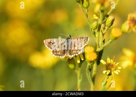 Le papillon isolé de l'espèce, le skipper grizzlé d'Oberthür (Pyrgus armoricanus), se dresse au-dessus d'une fleur jaune sauvage sur fond naturel. Banque D'Images