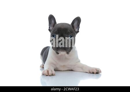 Chien boudogue français concentré, curieusement regardant vers l'avant tout en étant allongé sur fond de studio blanc Banque D'Images