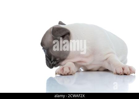 Vue latérale d'un curieux chien de taureau français à la recherche et tout en vous reposant sur un arrière-plan de studio blanc Banque D'Images