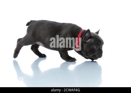 Vue latérale d'un arouson français enthousiaste, un petit-chien qui se renifle et recherche tout en portant un collier rouge et en marchant sur du blanc arrière-plan du studio Banque D'Images