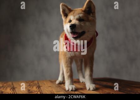 Adorable chien Akita Inu portant un bandana rouge debout sur du bois la planche dépasse la languette sur fond gris de studio Banque D'Images