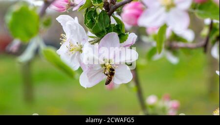 Abeille gros plan sur une branche avec lumière. Banque D'Images