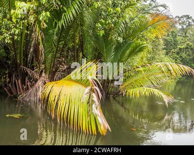 Forêt tropicale autour de la baie d'Arguni, péninsule d'Bird's Head, Papouasie occidentale, Indonésie, Asie. Banque D'Images