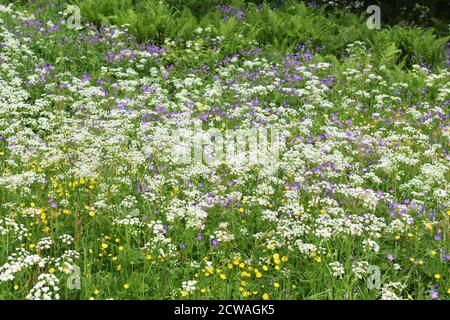 Grand champ de fleurs sauvages beefriendly dans différentes couleurs Banque D'Images