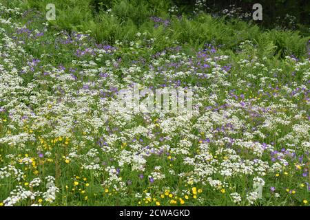 Grand champ de fleurs sauvages beefriendly dans différentes couleurs Banque D'Images