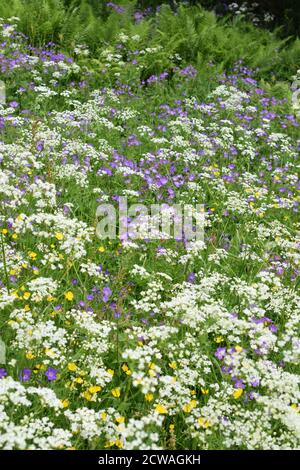 Grand champ de fleurs sauvages beefriendly dans différentes couleurs Banque D'Images