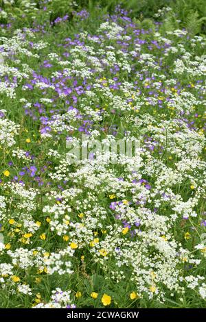 Grand champ de fleurs sauvages beefriendly dans différentes couleurs Banque D'Images