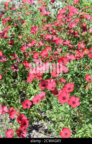 Lin Rouge Linum grandiflorum floraison dans un jardin Banque D'Images