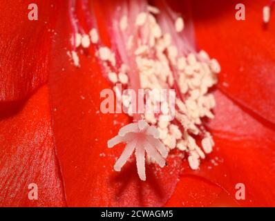 Gros plan extrême sur Epiphyllum orchidée cactus rouge fleurs stigmate et étamine Banque D'Images