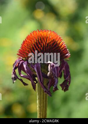 Fleur de conée décolorée Echinea purpurea dans un jardin Banque D'Images