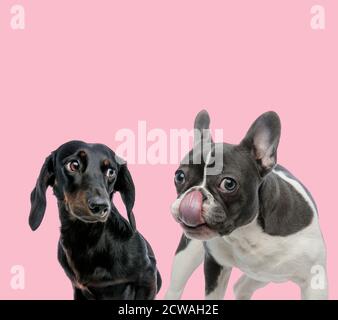 équipe de teckel dachshund et de croque-nez de bouledogue à la française fond rose Banque D'Images