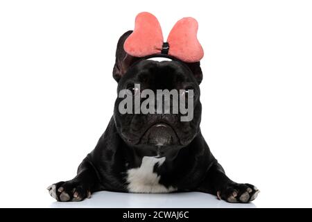 Adorable chiot Bulldog français allongé et portant un bandeau avec noeud papillon sur fond blanc de studio Banque D'Images