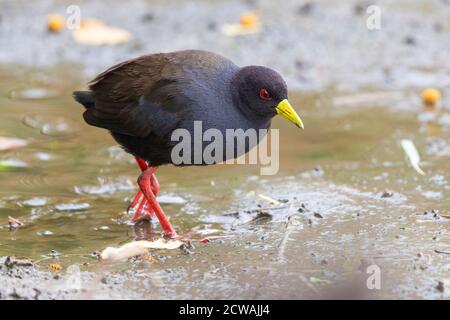 Black Crake (Amaurornis flavirostra), adulte debout sur la boue, Mpumalanga, Afrique du Sud Banque D'Images