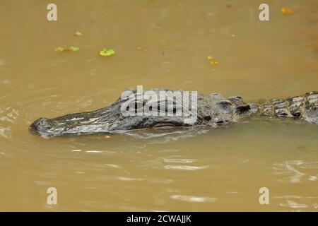 Un alligator situé encore dans l'eau à la ferme des alligators des Everglades à Homestead, Floride, États-Unis Banque D'Images