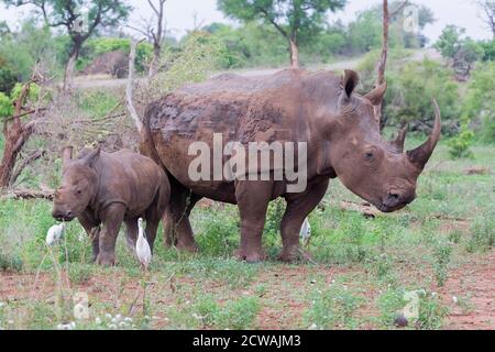 White Rhinoceros (Ceratotherium simum), femelle adulte avec un veau, Mpumalanga, Afrique du Sud Banque D'Images