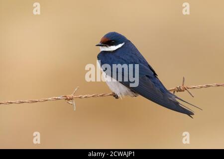 Oujalot à gorge blanche (Hirundo albigularis), adulte perché sur un fil barbelé, Cap-Occidental, Afrique du Sud Banque D'Images