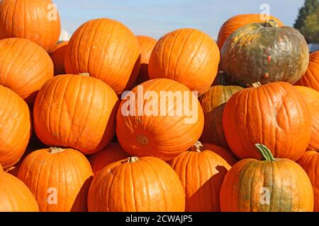 L'automne, la saison de la citrouille a commencé Banque D'Images