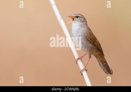 Paruline de Cetti (Cettia cetti), chant adulte d'un roseau, Campanie, Italie Banque D'Images