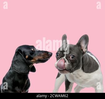 équipe de teckel dachshund et de croque-nez de bouledogue à la française fond rose Banque D'Images