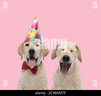 équipe de deux labradors retriever portant un chapeau d'anniversaire et un noeud papillon, collant la langue et bâillant sur fond rose Banque D'Images