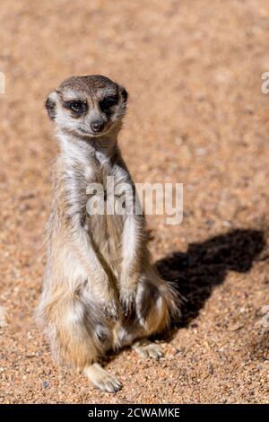 Un meerkat (Suricata suricata) se tient debout et veille de toute l'activité autour du groupe et soyez attentif aux prédateurs potentiels qui s'approchent Banque D'Images