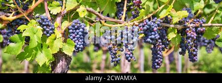 Panorama des raisins rouges noirs dans un vignoble Banque D'Images