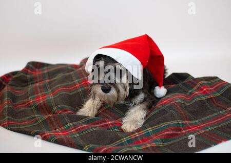 Un chien de chien de schnauzer souriant porte un père Noël chapeau - isolé sur fond blanc Banque D'Images