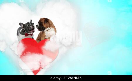 joli chien de taureau français se panant heureux à côté d'un boxer chien regardant avec amour à lui au-dessus du coeur sur bleu arrière-plan Banque D'Images