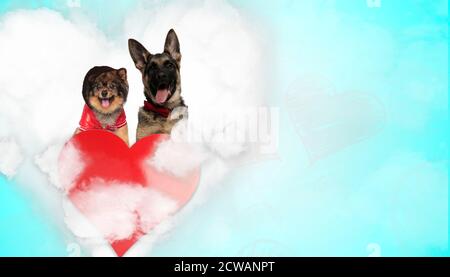 couple de spitz et de chiens de berger allemands se panant heureux au-dessus coeur sur fond bleu Banque D'Images