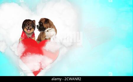 joli chien de spitz panting heureux à côté d'un chien de boxer regarde-le avec des yeux humbles au-dessus du cœur sur le bleu arrière-plan Banque D'Images