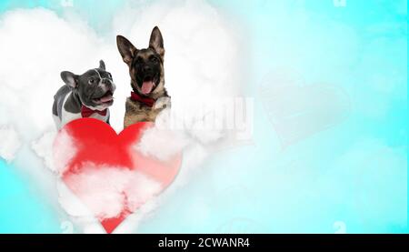 joli chien de taureau français portant un noeud papillon rouge heureux et debout à côté d'un berger allemand se panant heureux au-dessus du coeur sur fond bleu Banque D'Images