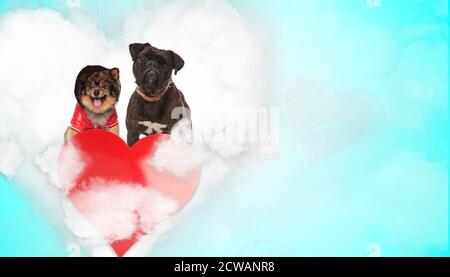 adorable chien spitz portant un sweat à capuche et une laisse heureuse à côté à un chien boxeur regardant l'appareil photo grincheux au-dessus du cœur sur fond bleu Banque D'Images