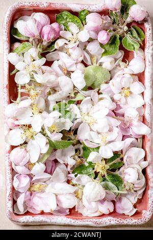 Pose plate de fleurs et de pétales de pomme de printemps dans un plateau en céramique rose. Espace de copie Banque D'Images