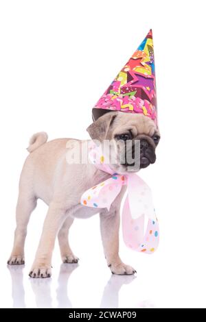 mignon petit garçon portant un foulard à pois et un chapeau d'anniversaire, isolé sur fond blanc Banque D'Images