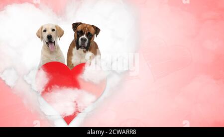 Dans Love Labrador Retriever et Boxer chiots paniquer et regarder avant assis sur un nuage d'amour derrière un grand coeur sur fond rouge Banque D'Images