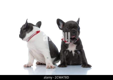 Deux chiots français endormis en forme de bouledogue, qui regardent loin et bâillent tout en étant assis côte à côte sur un fond blanc de studio, portant des cols rouges Banque D'Images