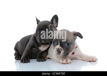 Deux chiots français calmes, en train de regarder loin et de se détendre tout en se posant côte à côte sur fond blanc de studio, en portant des cols rouges Banque D'Images